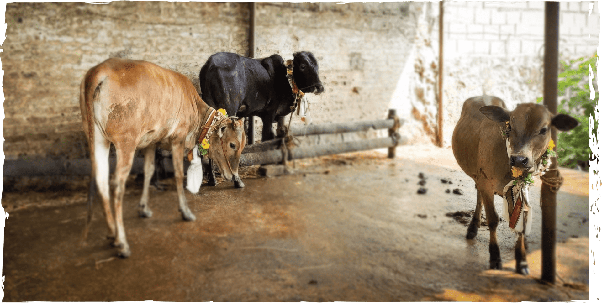 A holy cow and calves at Gurukulum.