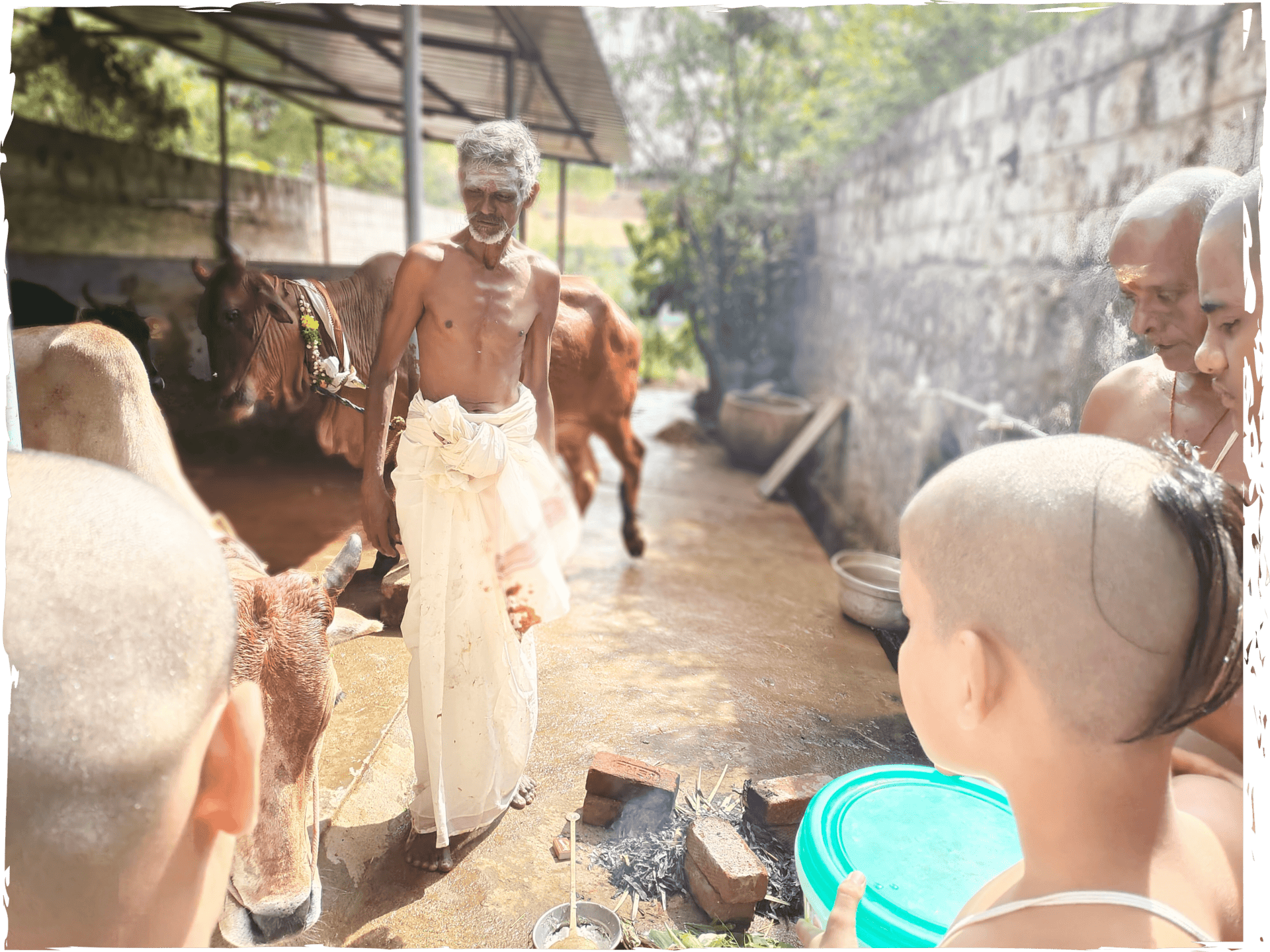 Image of a Vedic priest and students taking care of cattle in the Gurukulam.